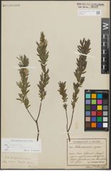 Foto von Salix repens subsp. rosmarinifolia (L.) Andersson